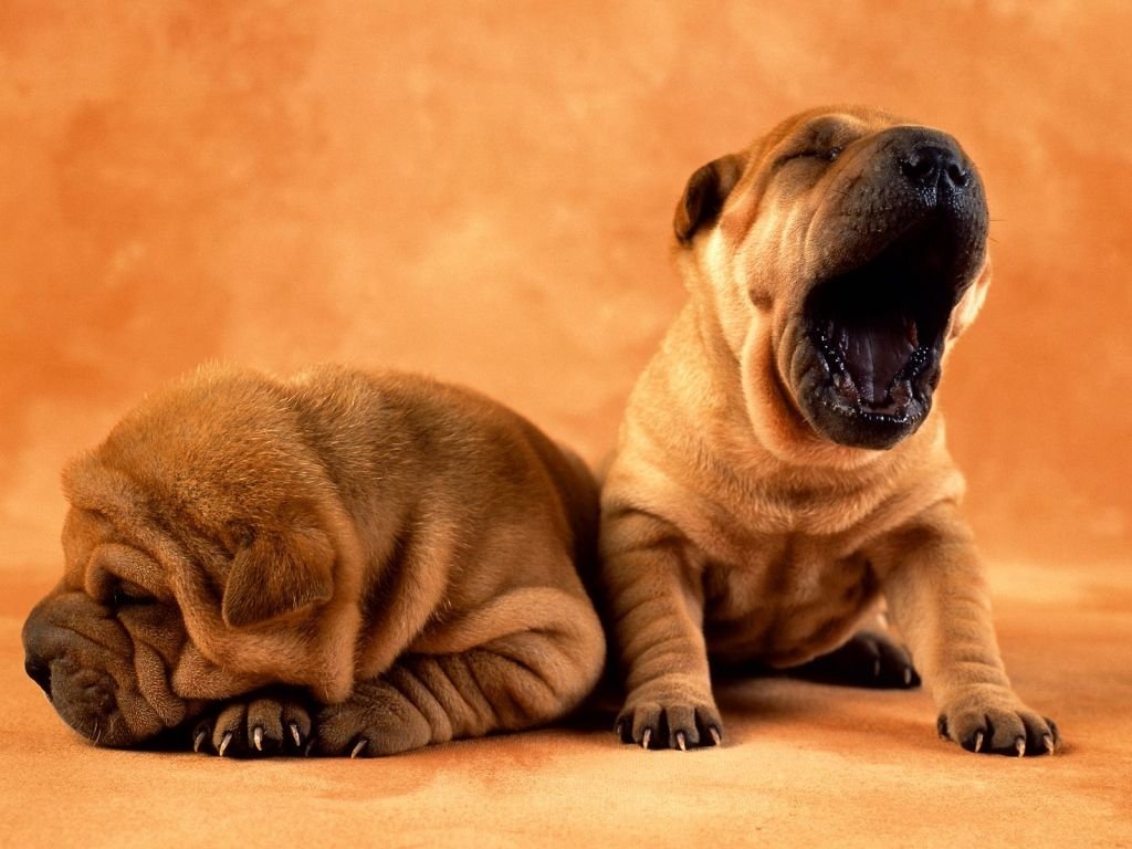 sharpei